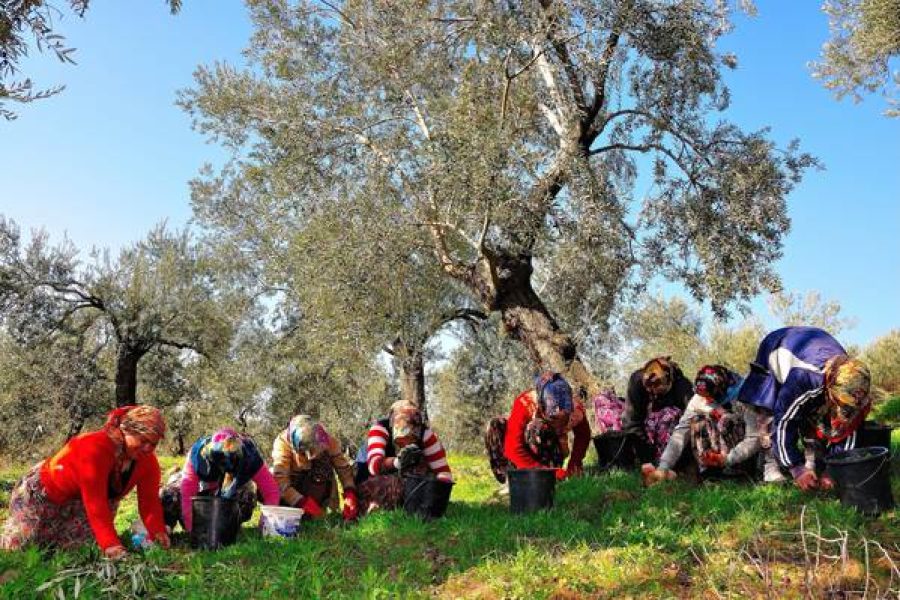 İznik Zeytin Hasadı 1
